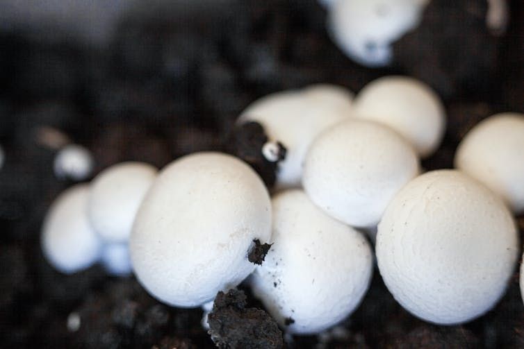 5 ways fungi could change the world, from cleaning water to breaking down plastics
